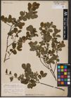 Foto von Salix aurita L.